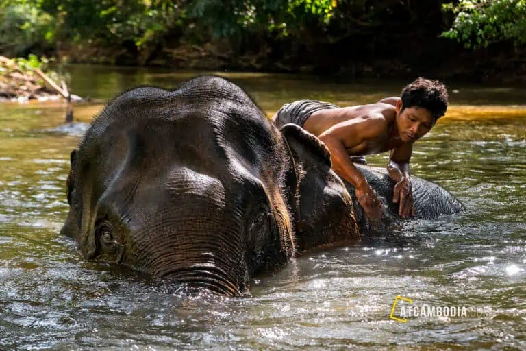 Cambodia Photo - Elephant with a mahout in the water - Mondulkiri