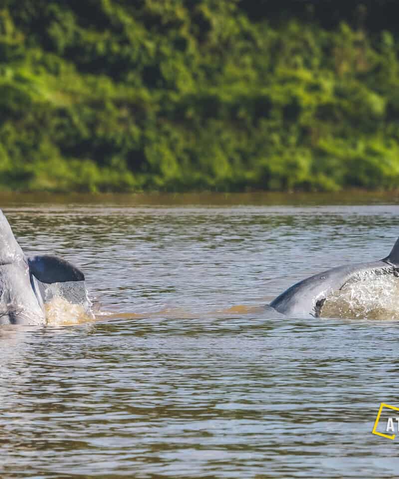Mekong Freshwater Irrawaddy Dolphins in Kampi Pool near Kratie